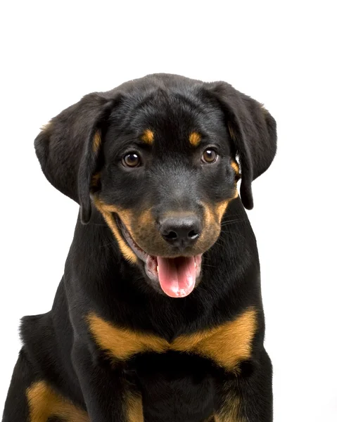 Rottweiler Puppy — Stock Photo, Image