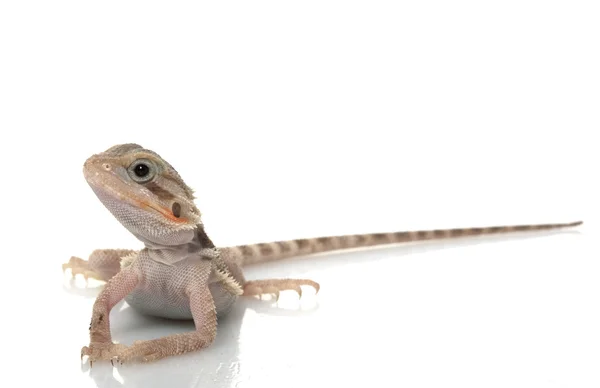 Translucent Bearded Dragon — Stock Photo, Image