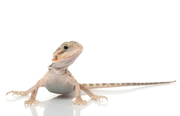 Translucent Bearded Dragon — Stock Photo, Image