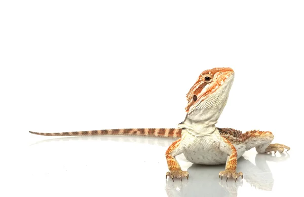 Dragón barbudo — Foto de Stock