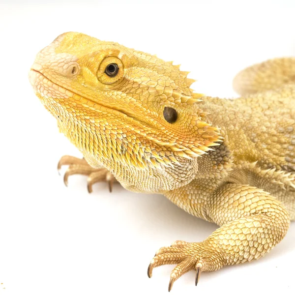 Bearded Dragon (Pogona vitticeps) — Stock Photo, Image