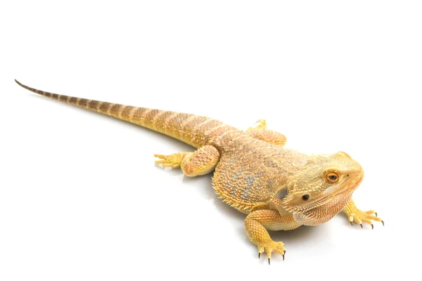 Dragón barbudo — Foto de Stock