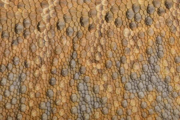 Skin texture of Bearded Dragon — Stock Photo, Image