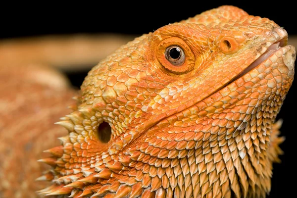 大胡子龙（Pogona vitticeps) — 图库照片