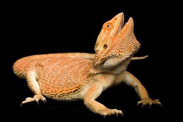 Dragón barbudo (Pogona vitticeps) — Foto de Stock