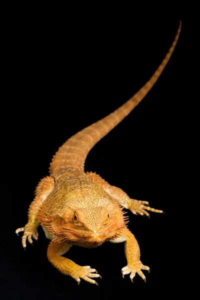 大胡子龙（Pogona vitticeps) — 图库照片