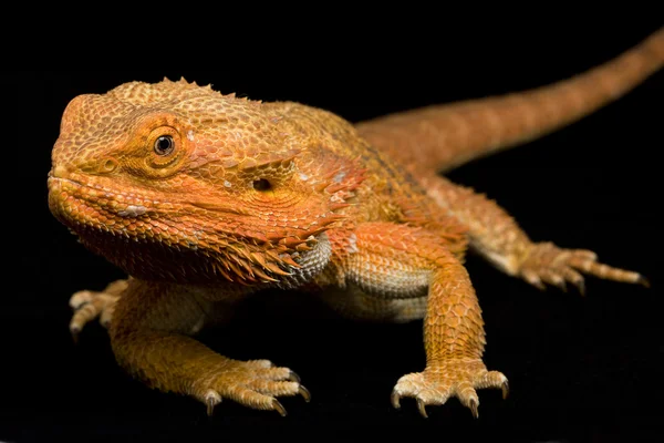 Бородатый дракон (Pogona vitticeps) — стоковое фото