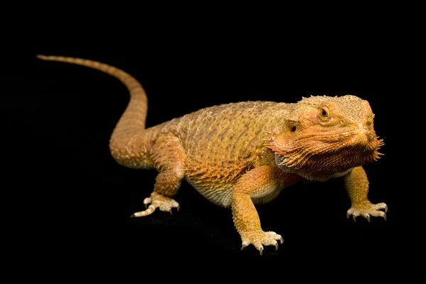 Бородатый дракон (Pogona vitticeps) — стоковое фото