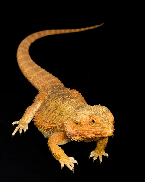 Dragón barbudo (Pogona vitticeps) —  Fotos de Stock