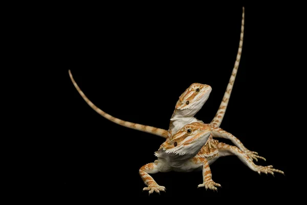 Dragón barbudo — Foto de Stock