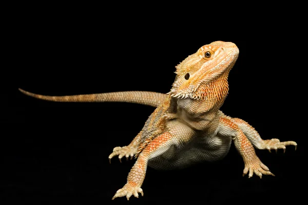 Dragón barbudo (Pogona vitticeps) — Foto de Stock