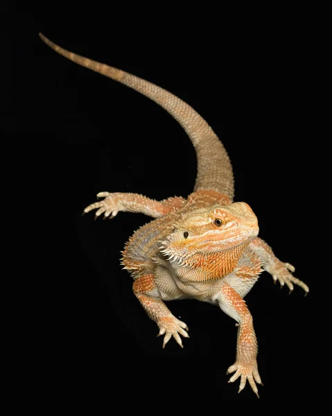 Vousatý drak (Pogona vitticeps) — Stock fotografie