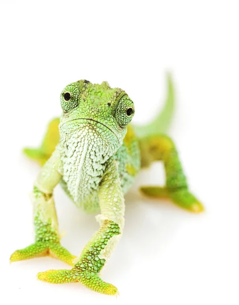 Camaleão Verde — Fotografia de Stock