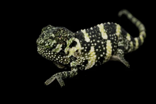 Meller's Chameleon — Stock Photo, Image