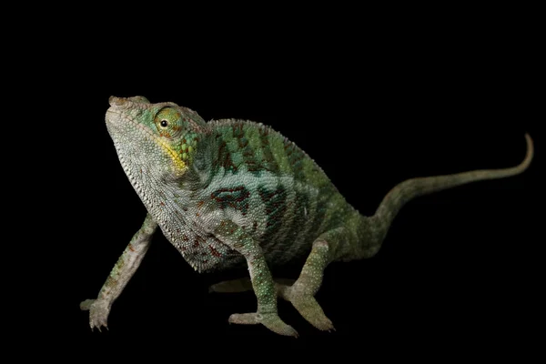 Panther Chameleon — Stock Photo, Image