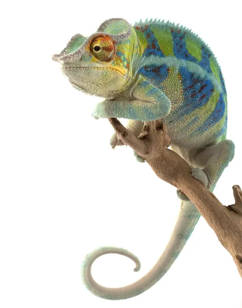 Kameleon lamparci Ambanja — Zdjęcie stockowe