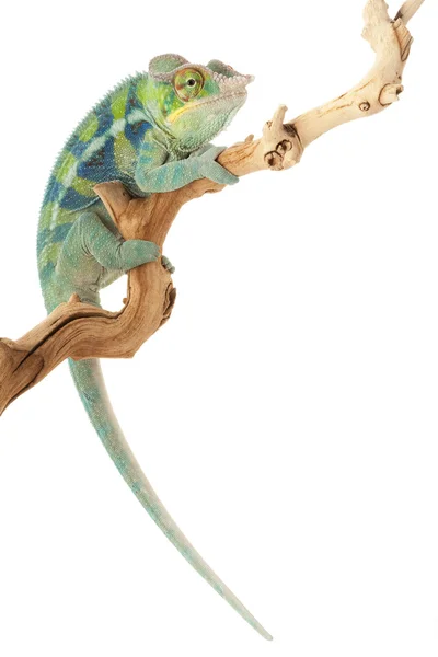 Ambanja Panther Chameleon — Stock Photo, Image