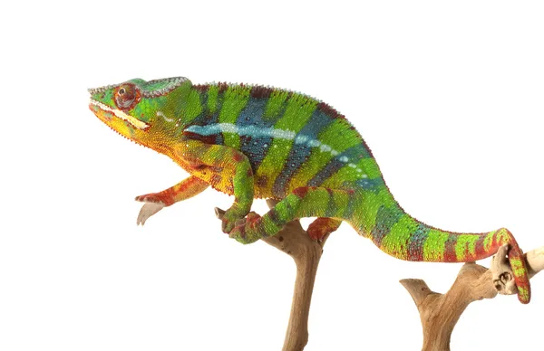 Ambilube a velký krok panter chameleon — Stock fotografie