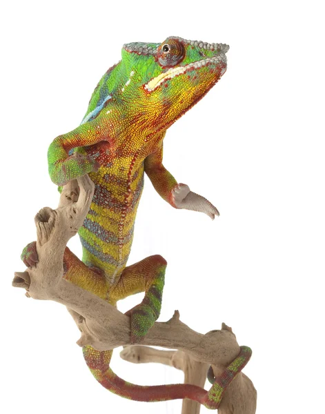 Ambilobe Panther Chameleon — Stock Photo, Image