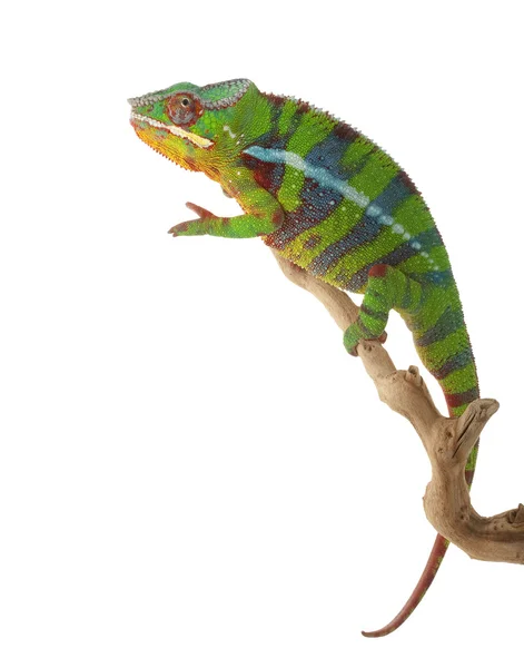 Ambilobe Panthère Caméléon — Photo