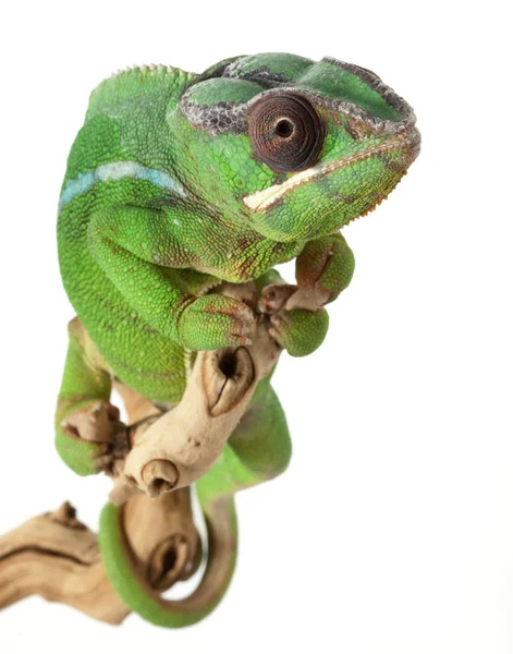 Mitzio Panther Chameleon — Stock Photo, Image