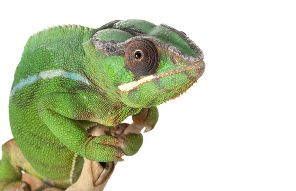 Mitzio Panther Chameleon — Stock Photo, Image