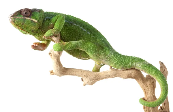 mitzio Panter bukalemun