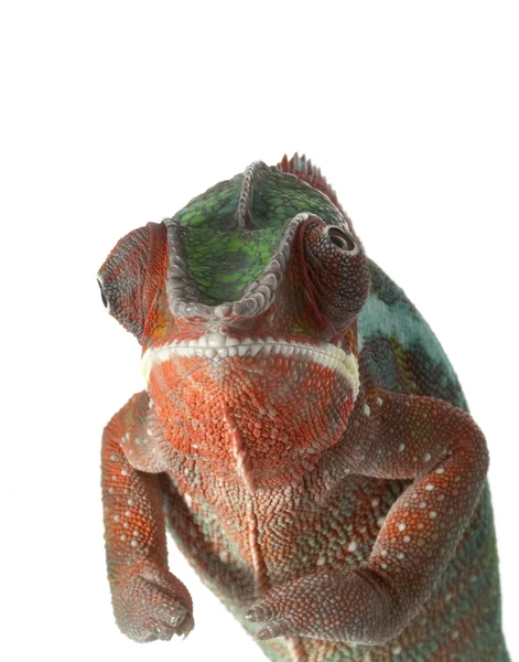 Ambilube a velký krok panter chameleon — Stock fotografie