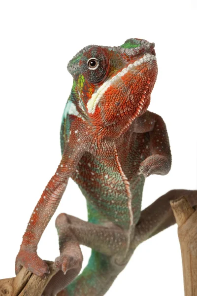 Ambilobe Panther Chameleon — Stock Photo, Image