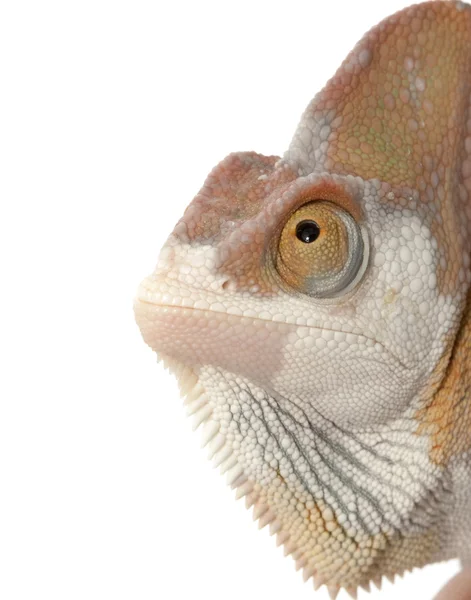 Piebald Veiled Chameleon — Stock Photo, Image