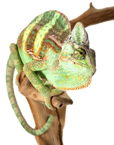 Veiled Chameleon — Stock Photo, Image