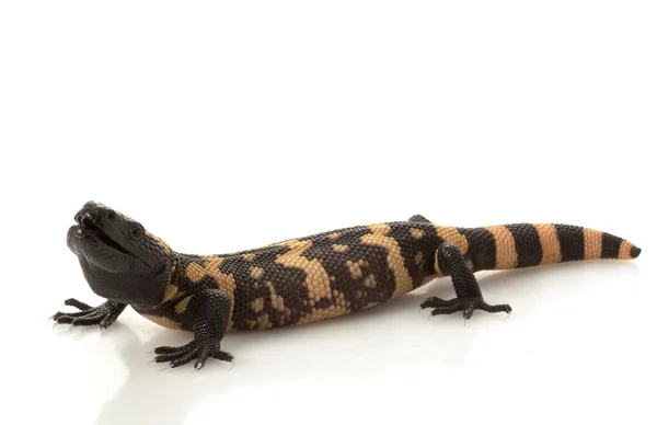 Gila monster — Zdjęcie stockowe