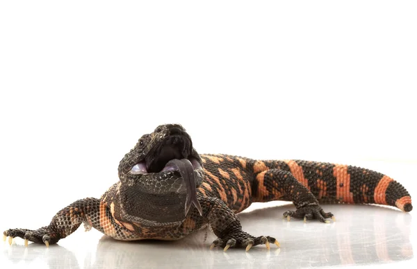 Gila Monster — Stock Photo, Image