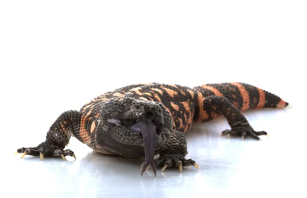 Gila monster — Stockfoto