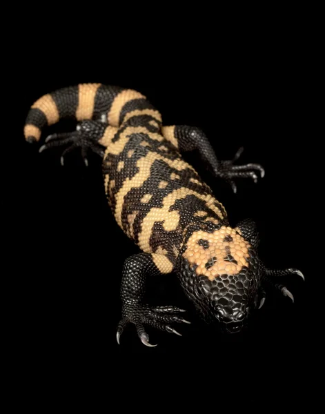 Gila monster — Zdjęcie stockowe