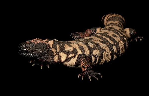 Gila-Monster — Stockfoto