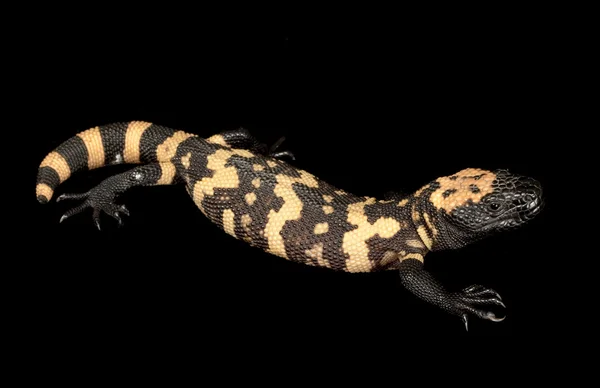 希拉毒蜥 — 图库照片