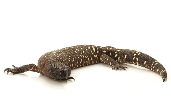 Mexican Beaded Lizard — Stock Photo, Image