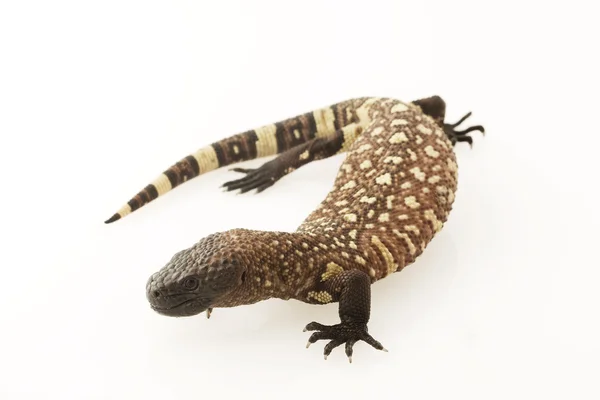 Мексиканські з бісеру ящірка (Heloderma horridum) — стокове фото