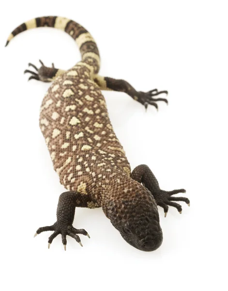 Mexican Beaded Lizard (Heloderma horridum) — Stock Photo, Image