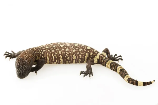 Mexican Beaded Lizard (Heloderma horridum) — Stock Photo, Image