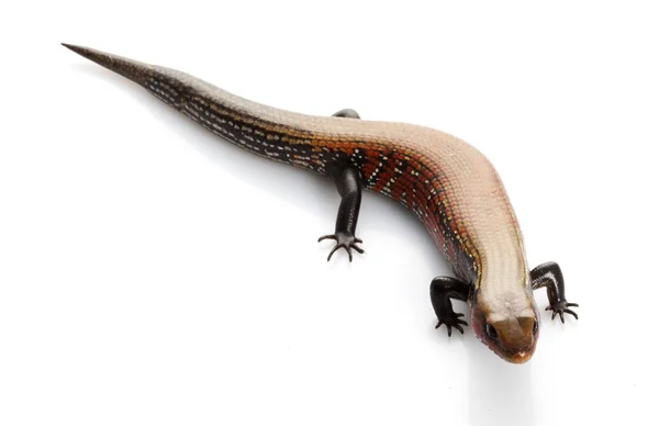 Fire Skink — Stock Photo, Image