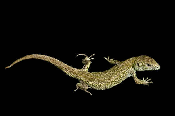 Lagarto Lacertas Verde — Foto de Stock