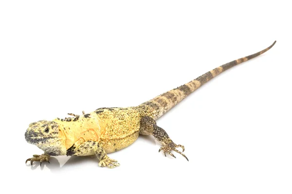 Galapagos Land Iguana — Stock Photo, Image