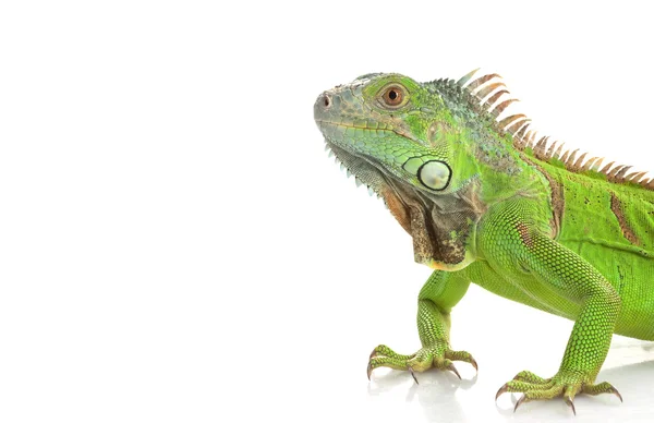 Yeşil iguana — Stok fotoğraf