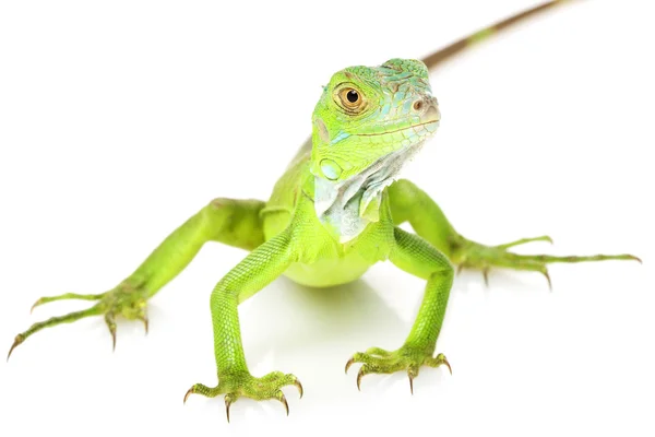 Yeşil iguana — Stok fotoğraf