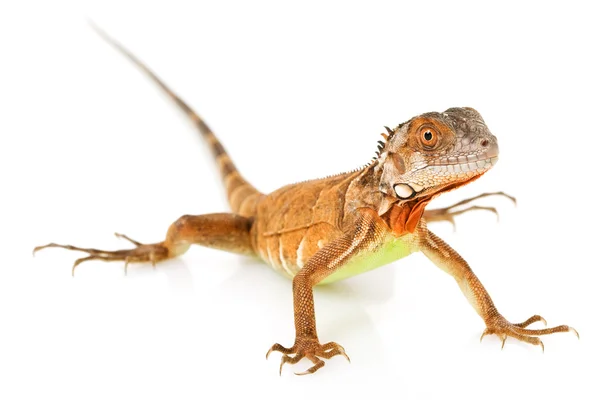 Kırmızı iguana — Stok fotoğraf