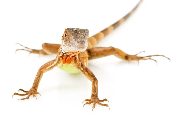 Roter Leguan — Stockfoto