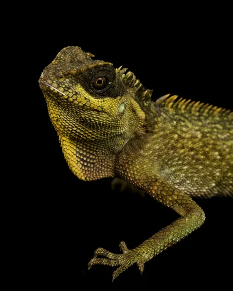 Mountain Horned Lizard (Acanthosaura crucigera) — Stock Photo, Image