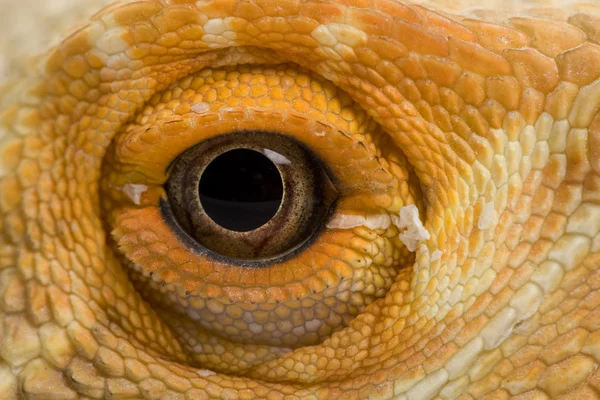 Oko draka Stock Snímky